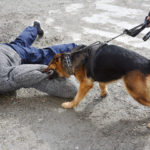 Dog bites a boy on the floor