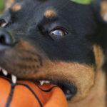 Rottweiler bites ball