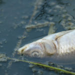 fish dead in contaminated water