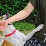 Soft focus of a cute white and brown dog bites in hand while playing with owner. Dangerous and may be infected by rabies.